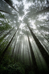 Obraz premium Misty foggy morning hiking in the woods looking up at the tall trees