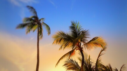 Fototapeta na wymiar Sunrise palm