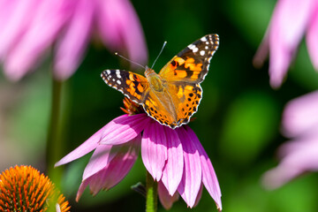 butterfly on flower