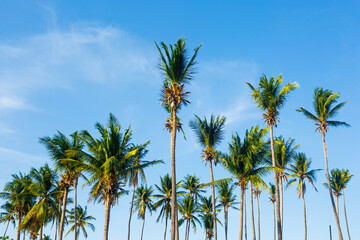 Tall coconut trees against a bright blue sky in Central America