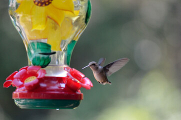 Hummingbird on backyard feeder