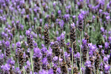 Beautiful and aromatic purple lavender flowers for multiple uses and benefits in infusion or tea and in prepared drops.
