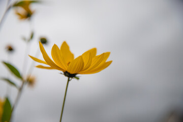 Fototapeta premium macro shot of yellow daisy flower in bloom