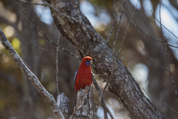 Crimson Rosella. Australian native parrot. Australian fauna. 
