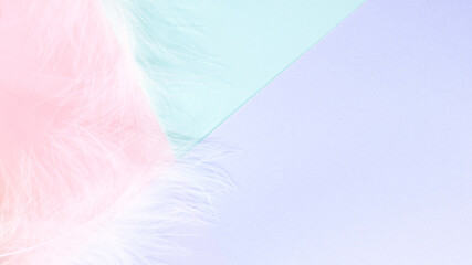 Abstract pastel colored paper texture minimalism background with White feathers.