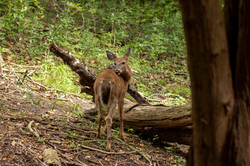White-tailed deer , elderly fawn in the park