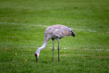 Sandhill crane looking for food on a meadow