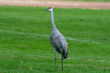 Sandhill crane looking for food on a meadow