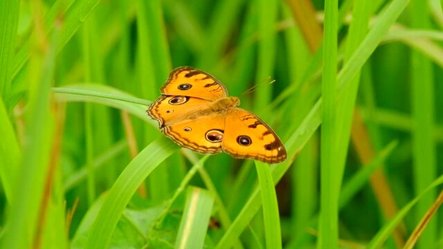 butterfly on a weeds
Junonia almana