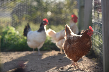 range chicken