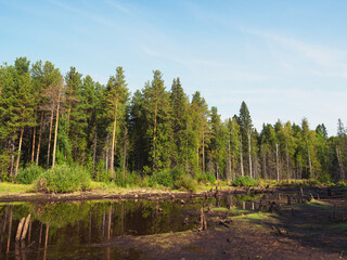 Obraz premium A swamp among a pine forest. Reflection in the water. Sunlight. Forest landscape