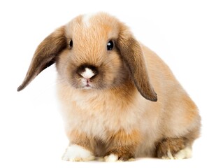 Lop Eared Rabbit