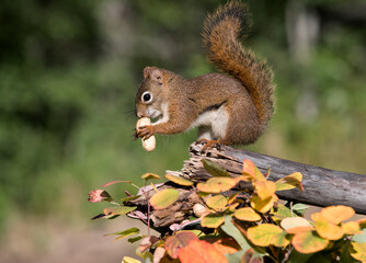 A Red Squirrel eating a nut. Taken in Alberta, Canada