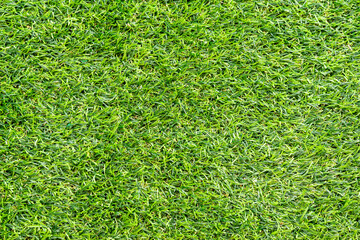 Fototapeta premium Green grass texture for background. Green lawn pattern and texture background.