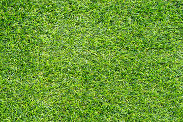 Fototapeta premium Green grass texture for background. Green lawn pattern and texture background.