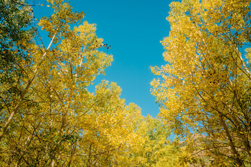 Gorgeous Maroon Bells at Aspen Colorado USA in Fall