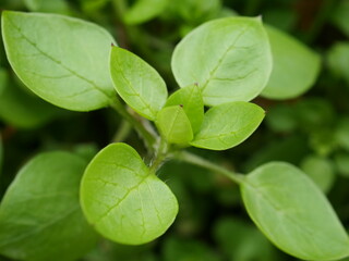 コハコベの若い芽