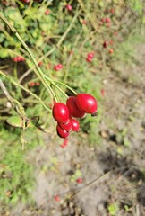 red berries on a bush