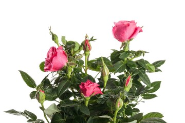 Pink Roses Close-up