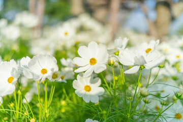 Beautiful nature scene with blooming white flower. Sunny day. Spring flowers.