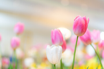 Tulip flowers, shallow selective focus. Spring nature background for web banner and card design