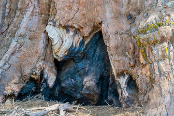Giant sequoia trees in Sequoia National Park. All of these giants have been through numerous fires in the past and show the fire scars.