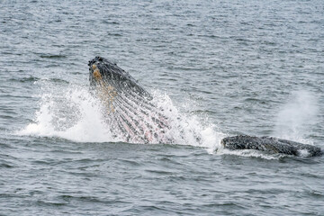 Fototapeta premium Humpback whale breaching in Monterey Bay California