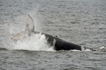 Humpback whale breaching in Monterey Bay California