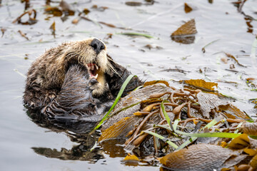 California sea otter wrapped in kelp in Monterey Bay