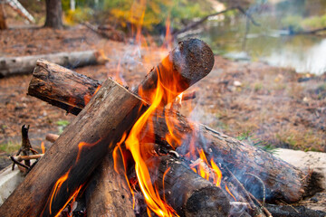 bonfire made of pine sticks and branches is burning with bright orange warm warming flame with shining sparks, in open forest in nature for camping.