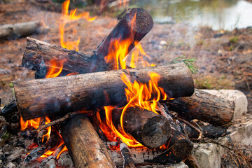 bonfire made of pine sticks and branches is burning with bright orange warm warming flame with shining sparks, in open forest in nature for camping.