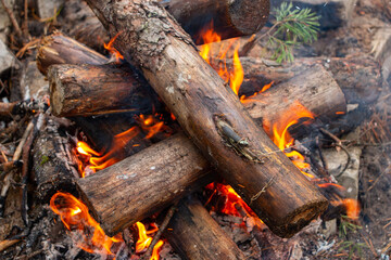 bonfire made of pine sticks and branches is burning with bright orange warm warming flame with shining sparks, in open forest in nature for camping.