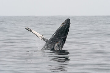 Fototapeta premium Humpback whale breaching in Monterey Bay California
