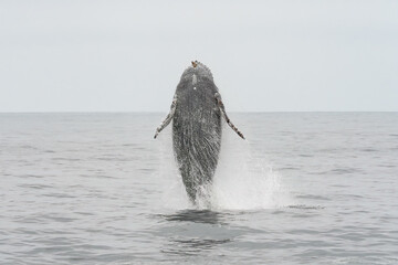 Humpback whale breaching in Monterey Bay California