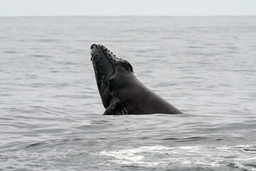 Obraz premium Humpback whale breaching in Monterey Bay California