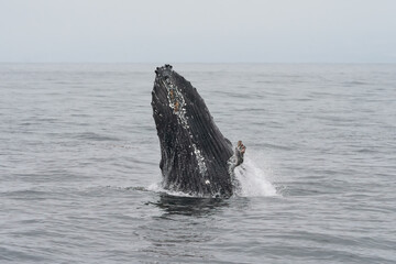 Humpback whale breaching in Monterey Bay California