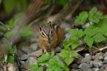 Naklejka na ściany i meble A small Yellow Pine Chipmunk looks towards the camera as it sits on the pebbled forest floor with green leaves and small roots surrounding it. 