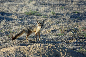 Kit Fox - Nevada