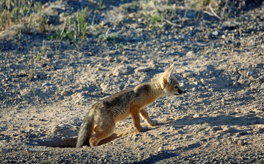 Kit Fox coming out of the burrow - Nevada