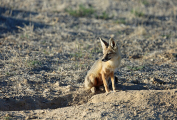 Foxhole and fox - Nevada