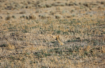 Young fox on the prairie  - Nevada