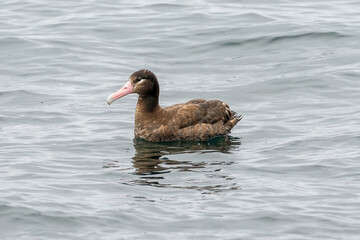 Endagered species Juvenile Short Tailed or Steller's albatross in the Monterey Bay waters.