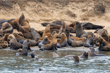 Sea Lions on Beach