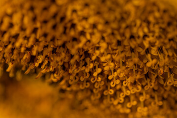 macro girasol 