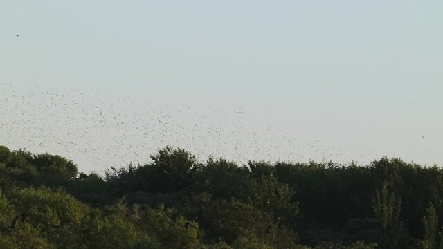 Slow motion tracking shot capturing starling flock of migratory birds flying across the clear sky.