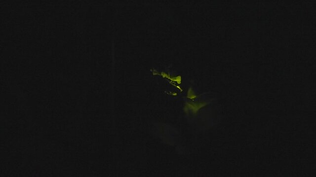 Japanese Firefly, Genji-Botaru (Luciola cruciata) glowing in dark scene