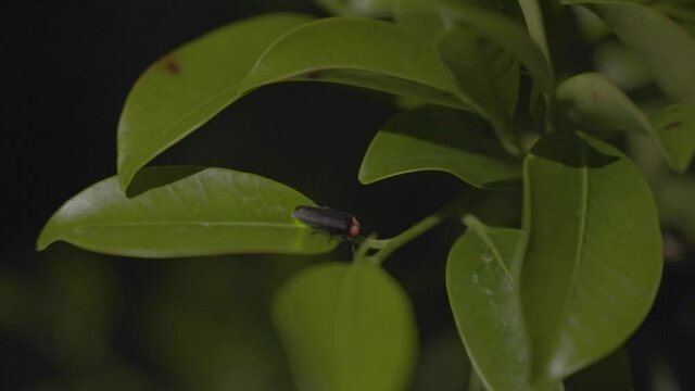 Glowing Genji Botaru Firefly (Luciola Cruciata) on tree at night