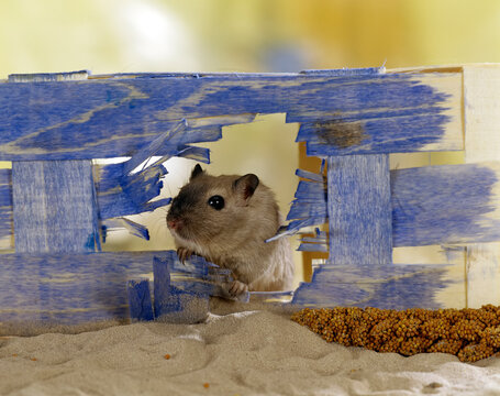 Gerbil (Meriones Unguiculatus). Closeup view of Rat, Mouse
