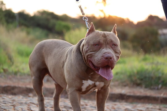 Pitbull / Pit Monster