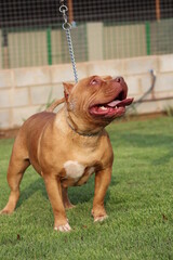 Pit bull / Pit Monster